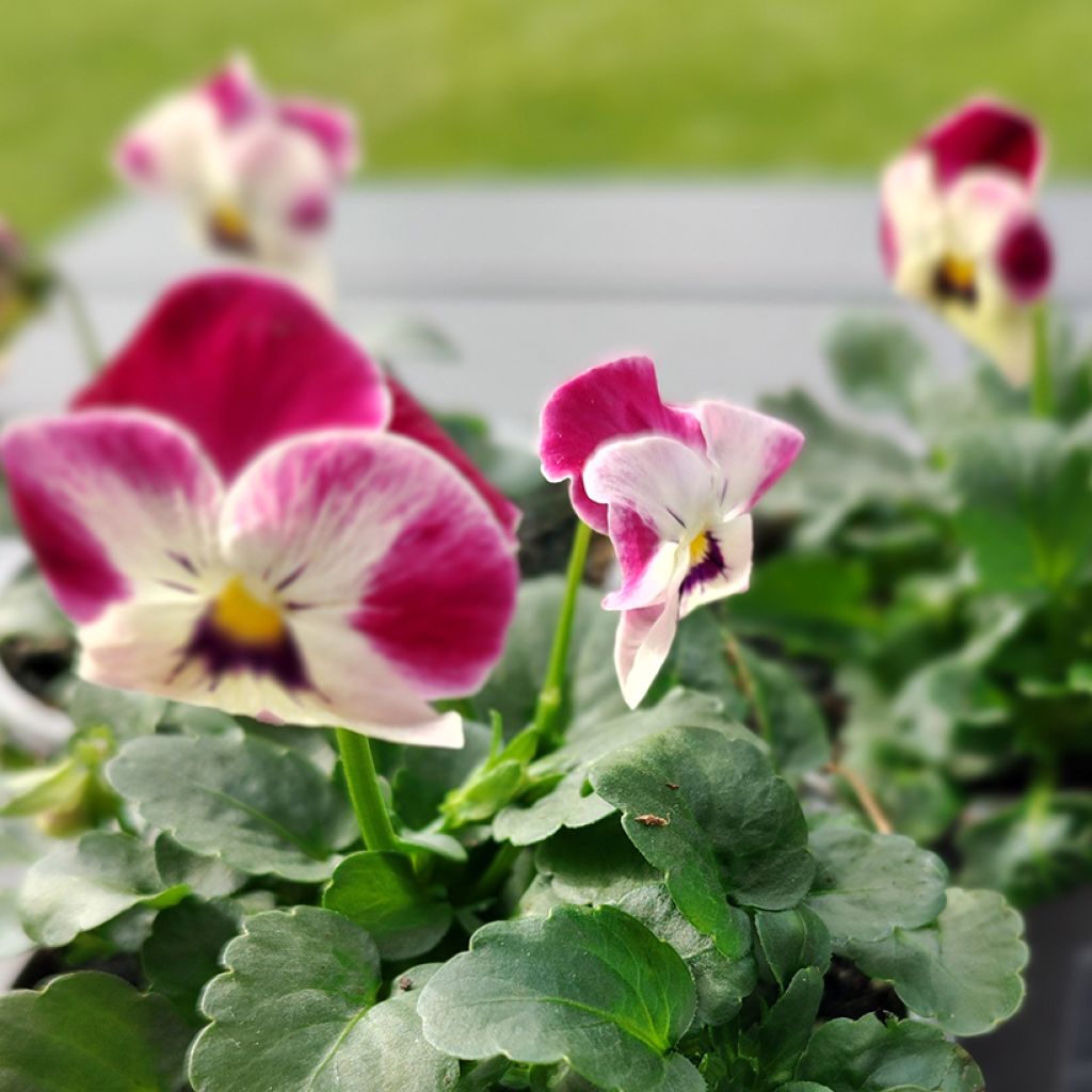 Graines de Viola cornuta Laeta Pink Bicolor