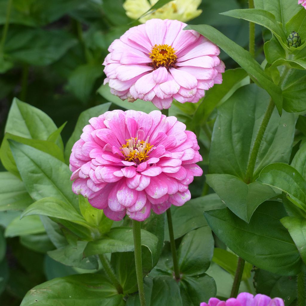 Graines de Zinnia elegans Luminosa
