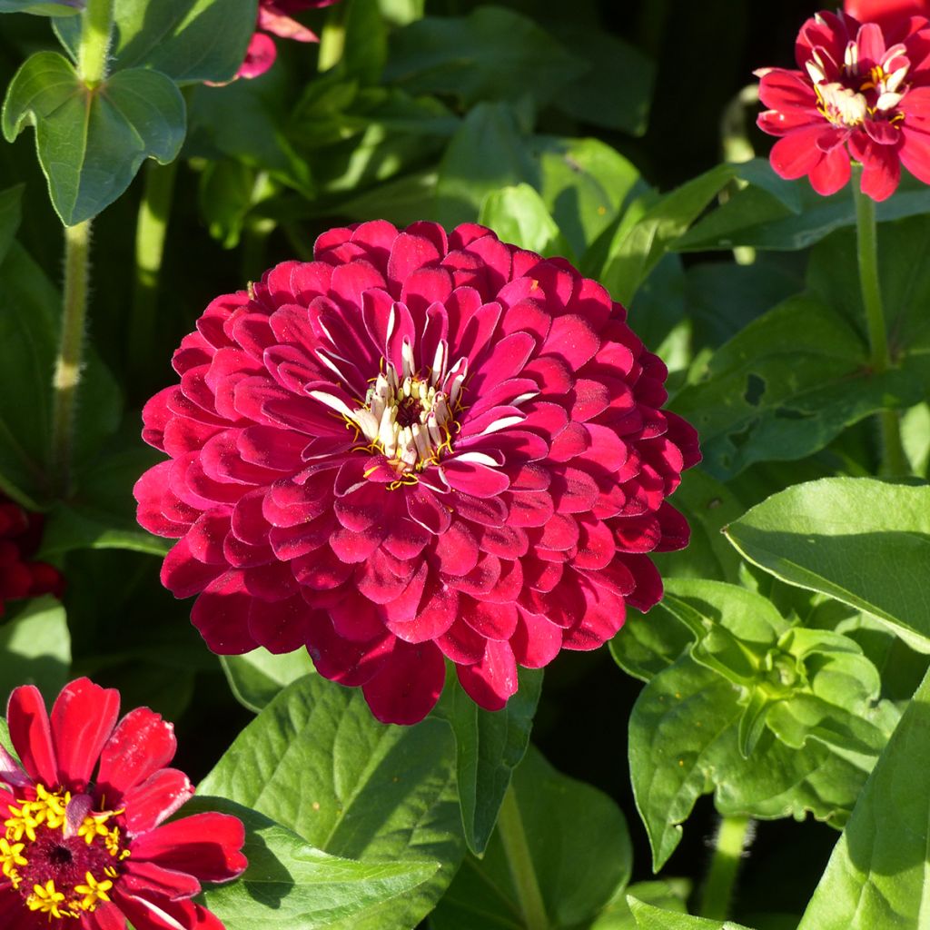 Graines de Zinnia elegans Meteor