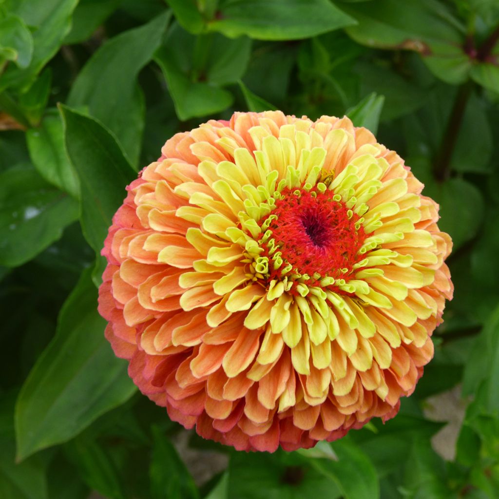 Graines de Zinnia elegans Queen Lime Bicolors Mix