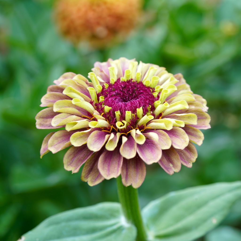 Graines de Zinnia elegans Queen Red Lime