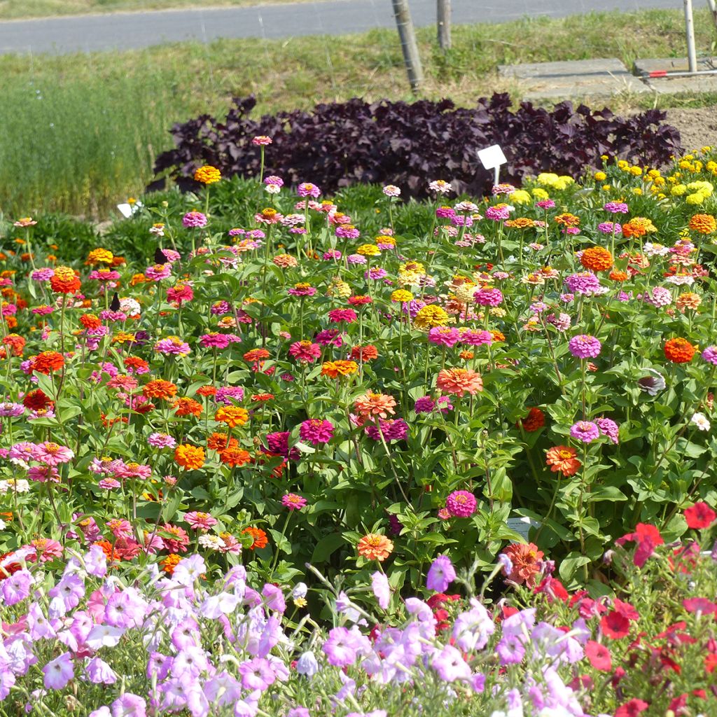 Graines de Zinnia nain Pépito Extra Mix