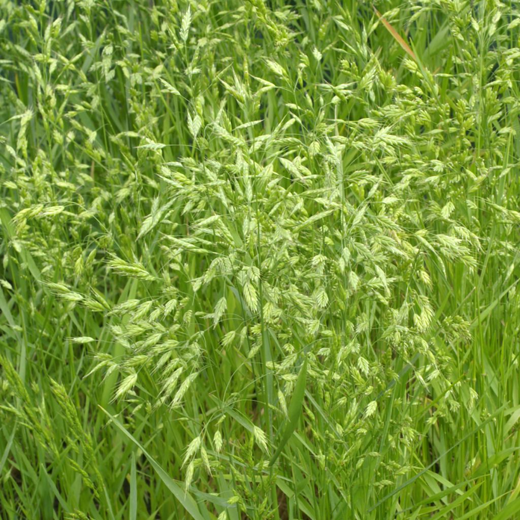Graines de brome faux-seigle - Bromus secalinus