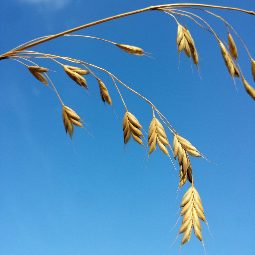 Graines de brome faux-seigle - Bromus secalinus
