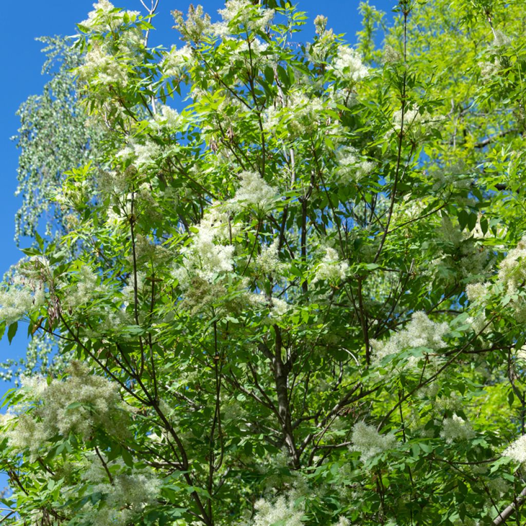 Graines de Frêne à fleurs - Fraxinus ornus