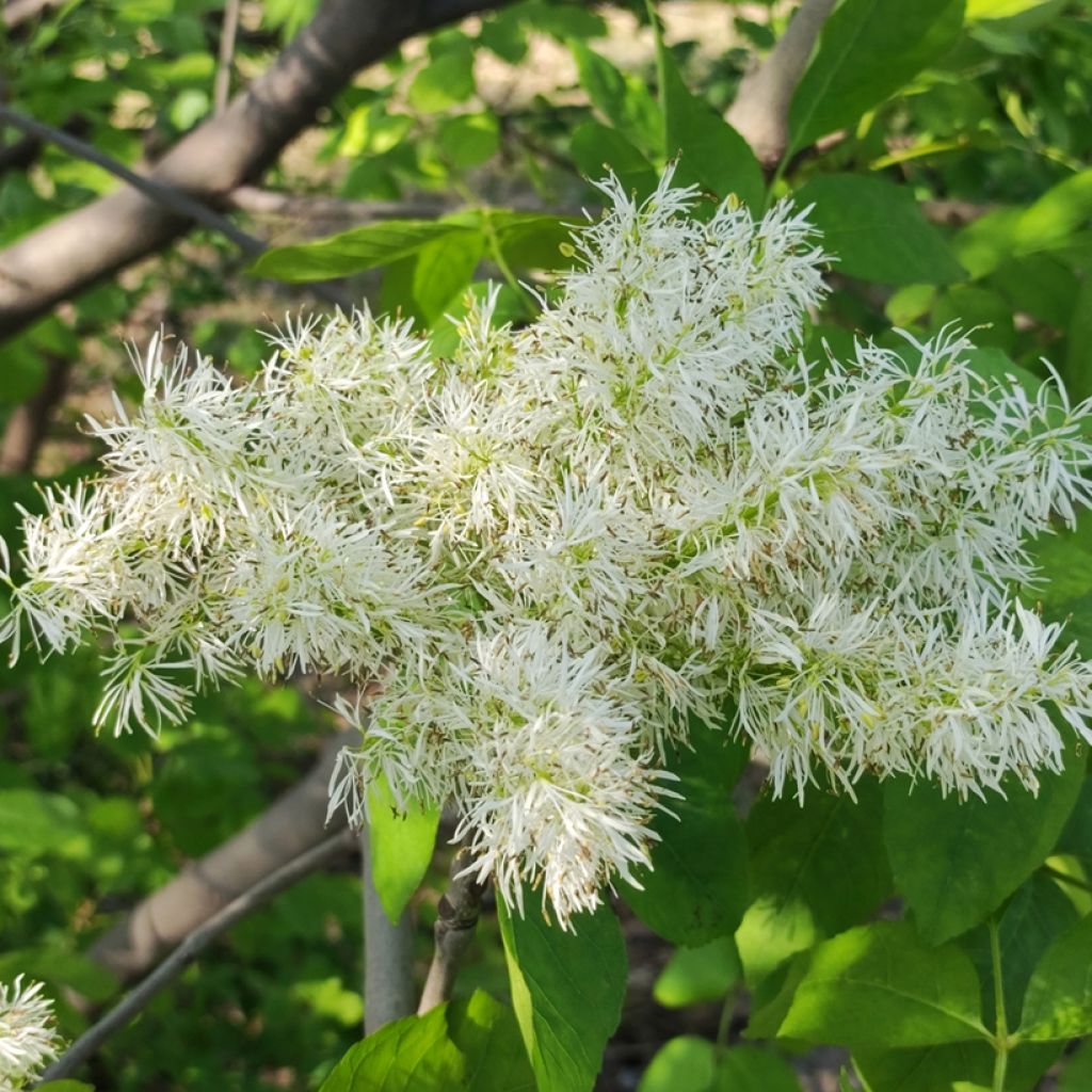 Graines de Frêne à fleurs - Fraxinus ornus