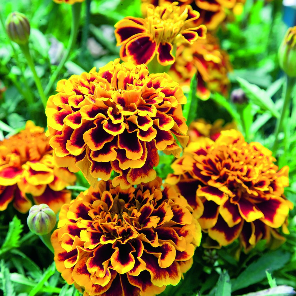 Graines d'Oeillet d’Inde Colossus - Tagetes patula