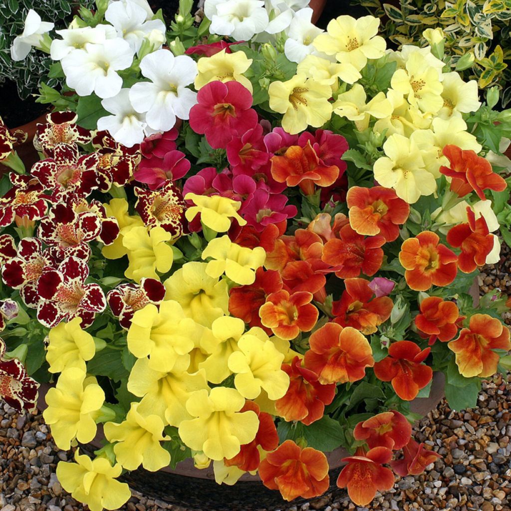 Graines de Mimulus Maximus Mixed 
