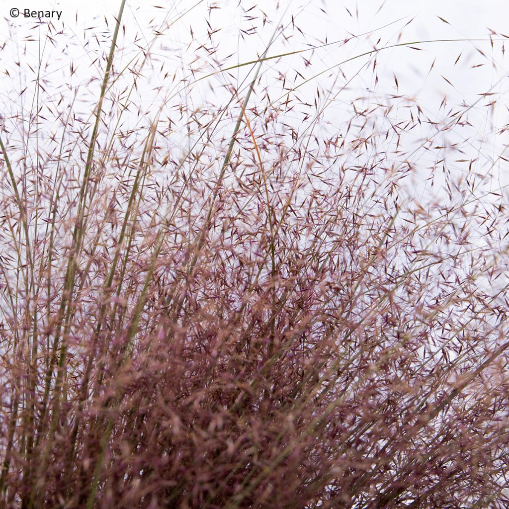 Graines de Muhlenbergia reverchonii Rosy