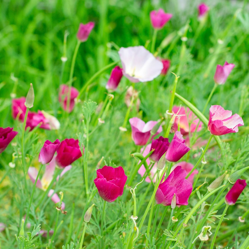 Graines de Pavot de Californie Carmine King - Eschscholzia californica
