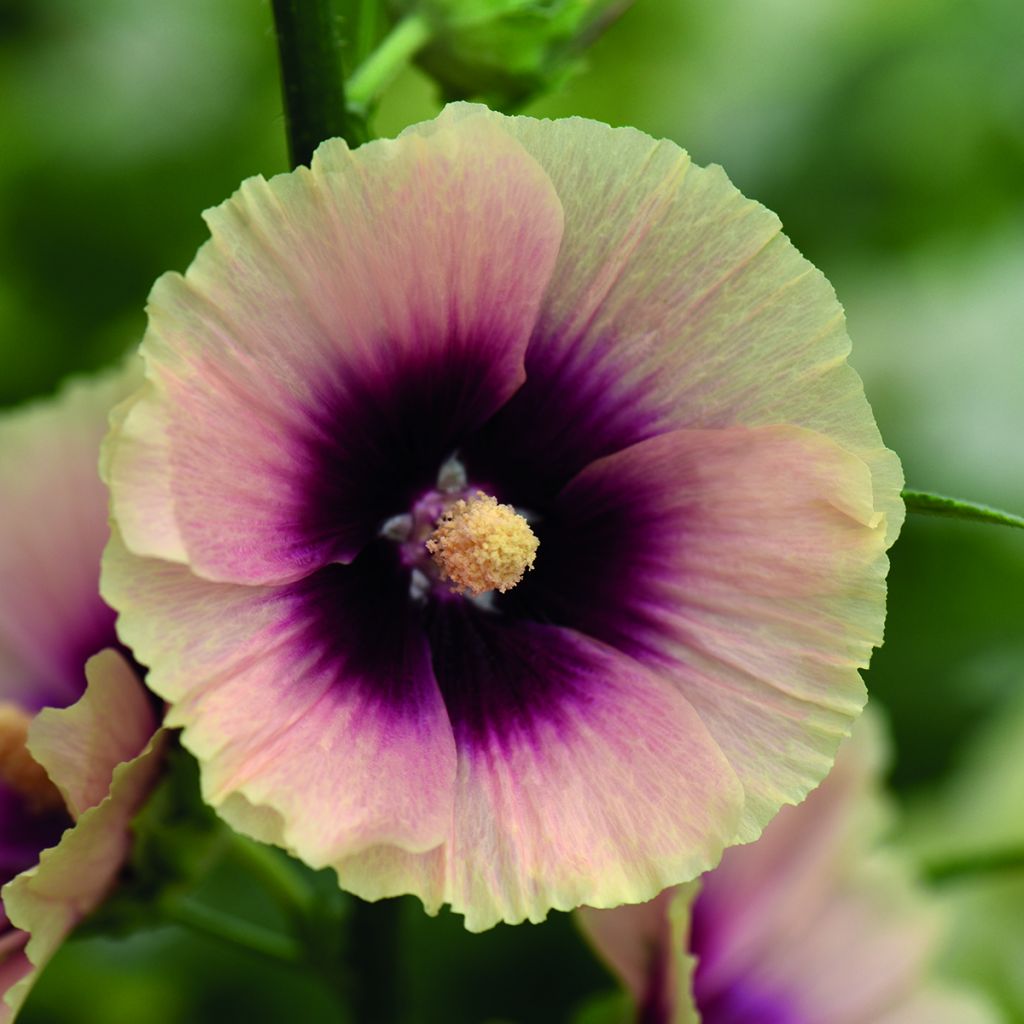 Graines de Rose trémière Halo Apricot - Alcea rosea