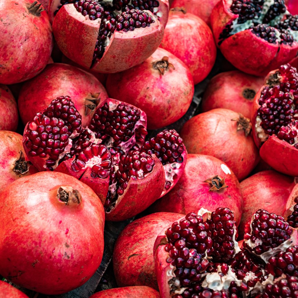 Grenadier à fruits - Punica granatum Acco