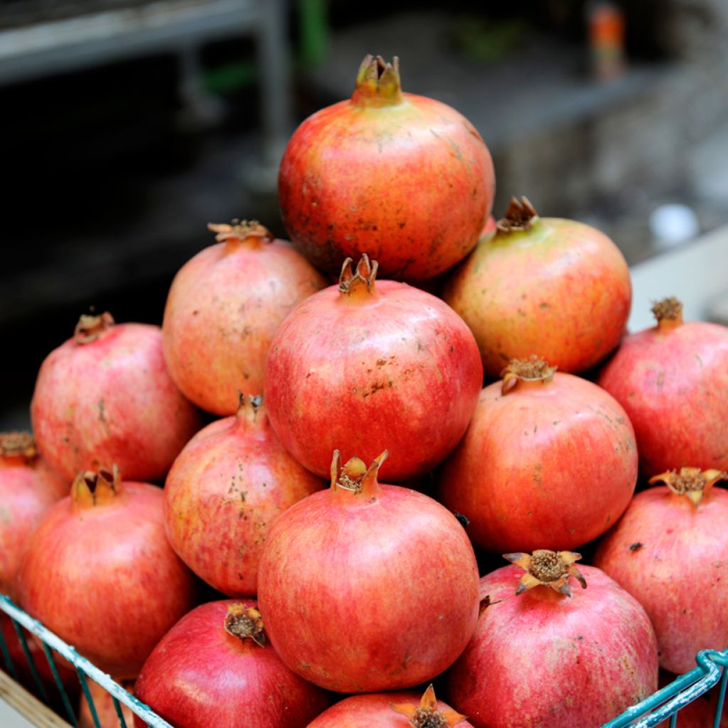 Grenadier à fruits - Punica granatum Acco