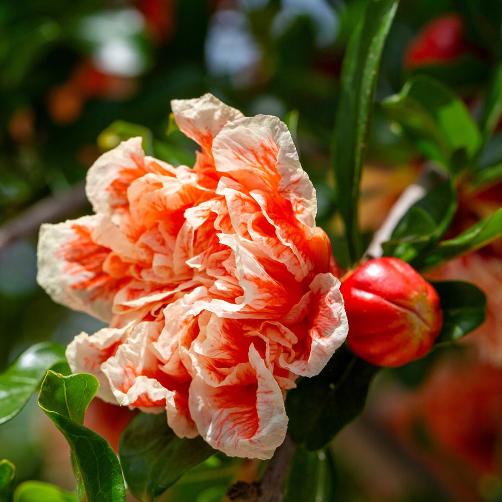 Grenadier à fleurs - Punica granatum California Sunset