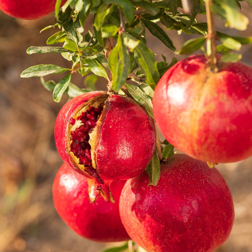 Grenadier à fruits - Punica granatum