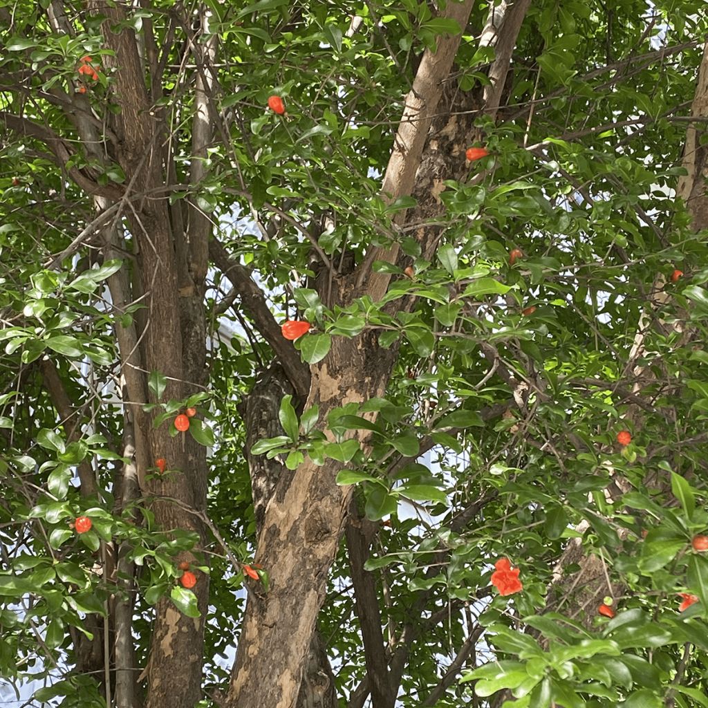 Grenadier à fruits - Punica granatum