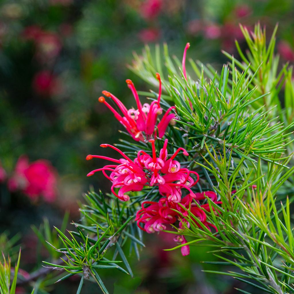 Grevillea juniperina Canberra Gem