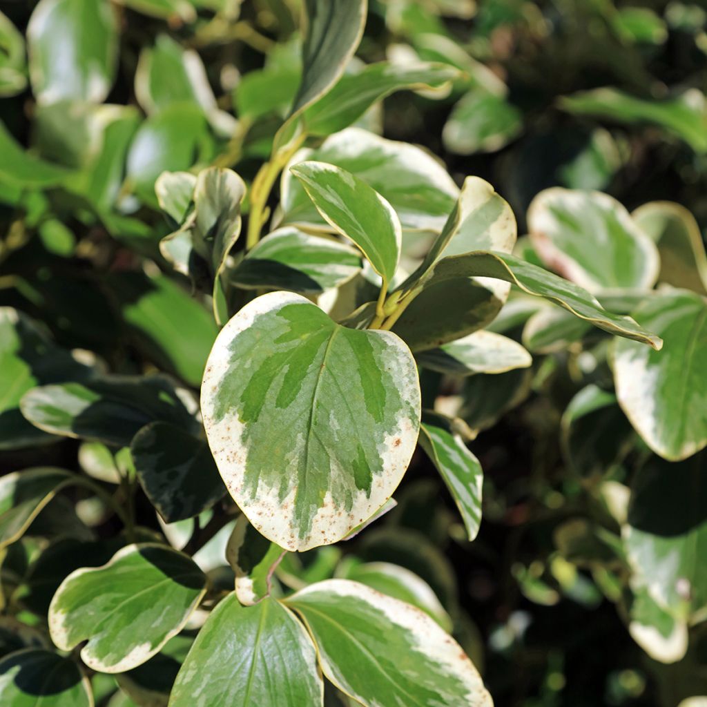Griselinia littoralis Bantry Bay - Griselinie du littoral 