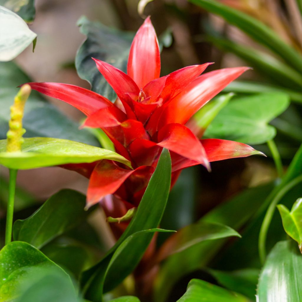 Guzmania Calypso