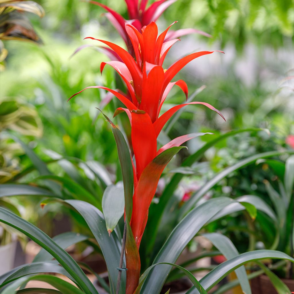 Guzmania Calypso