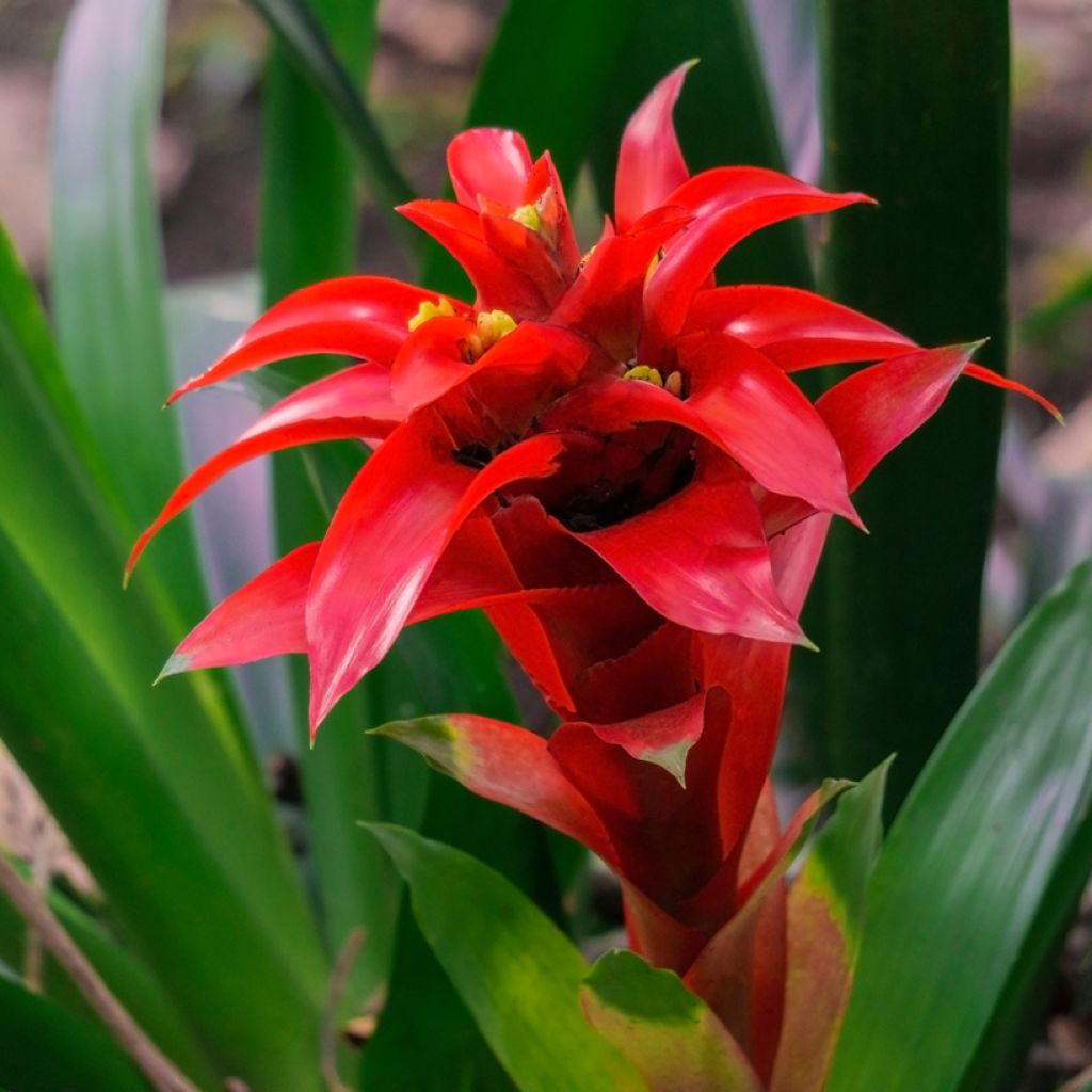Guzmania Calypso