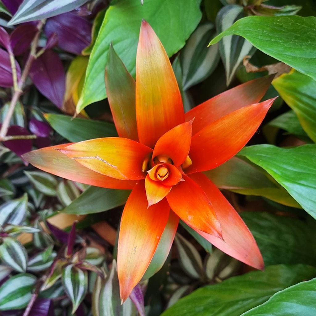 Guzmania Flava