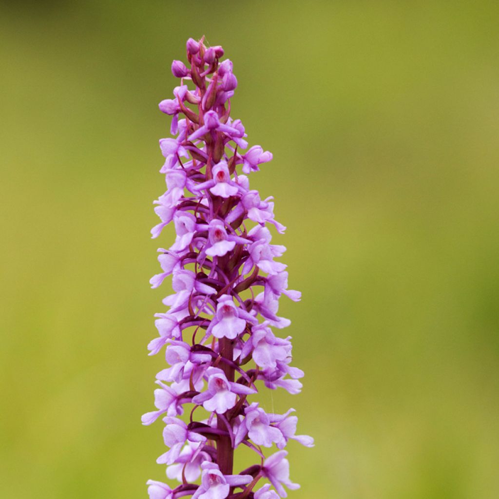 Gymnadenia conopsea - Orchis moucheron