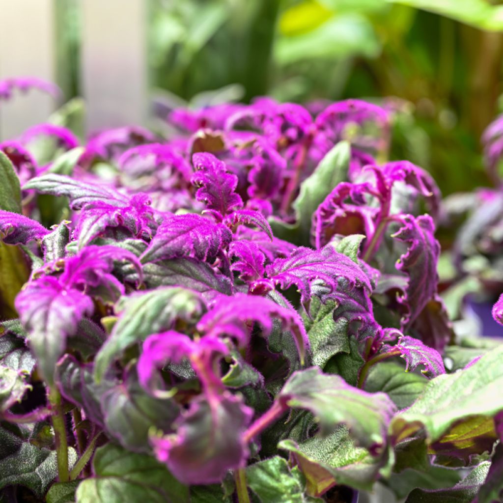 Gynura aurantiaca - Plante-velours