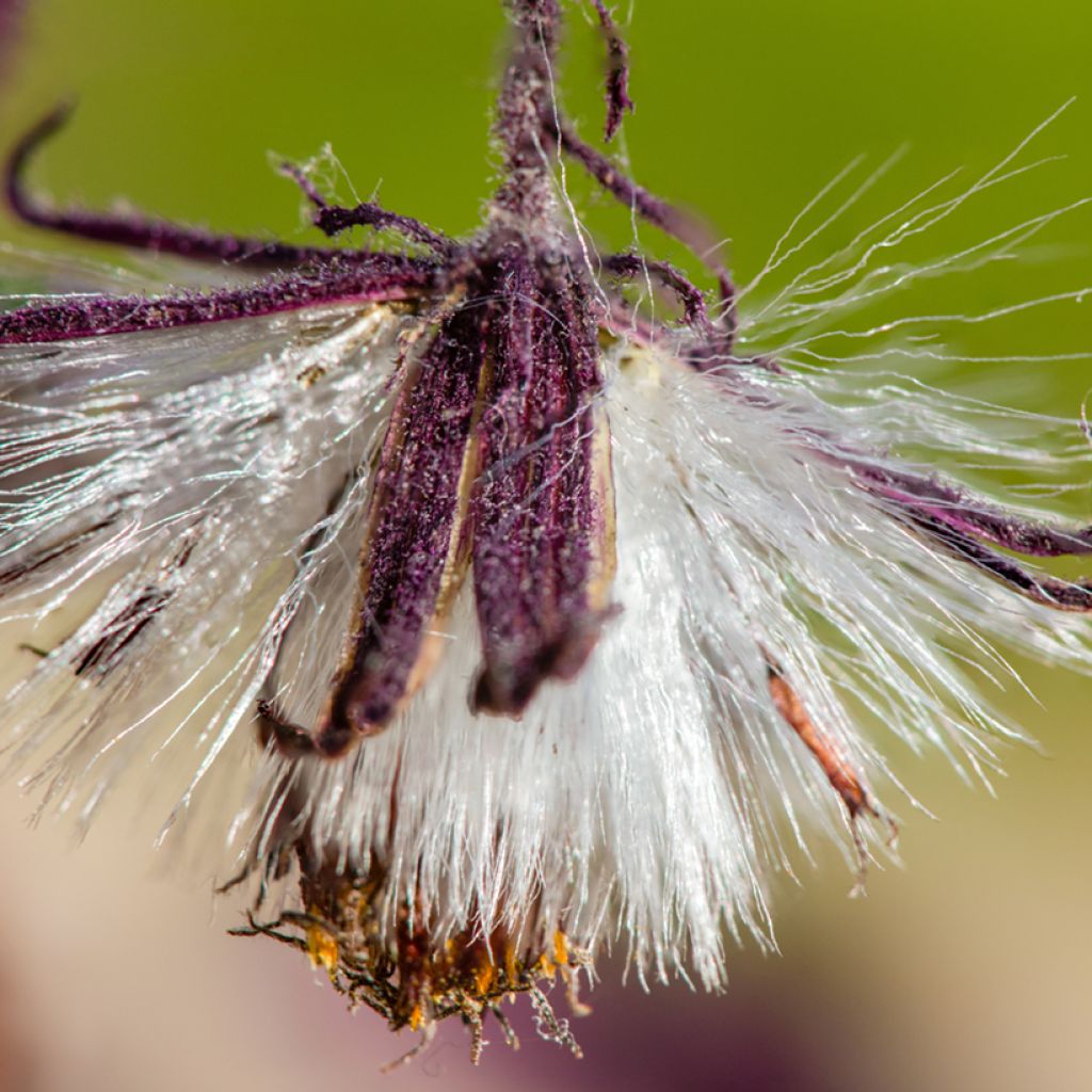 Gynura aurantiaca - Plante-velours