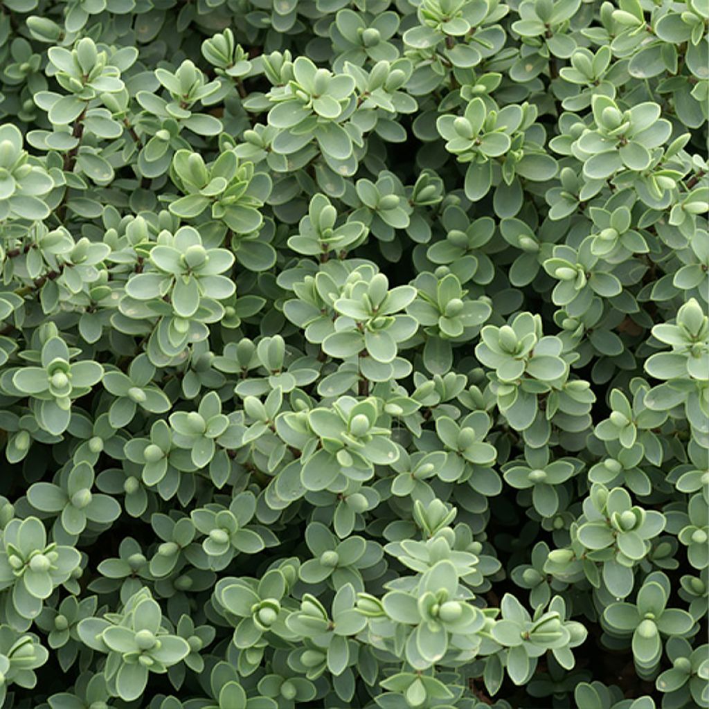 Hebe carnosula - Véronique arbustive