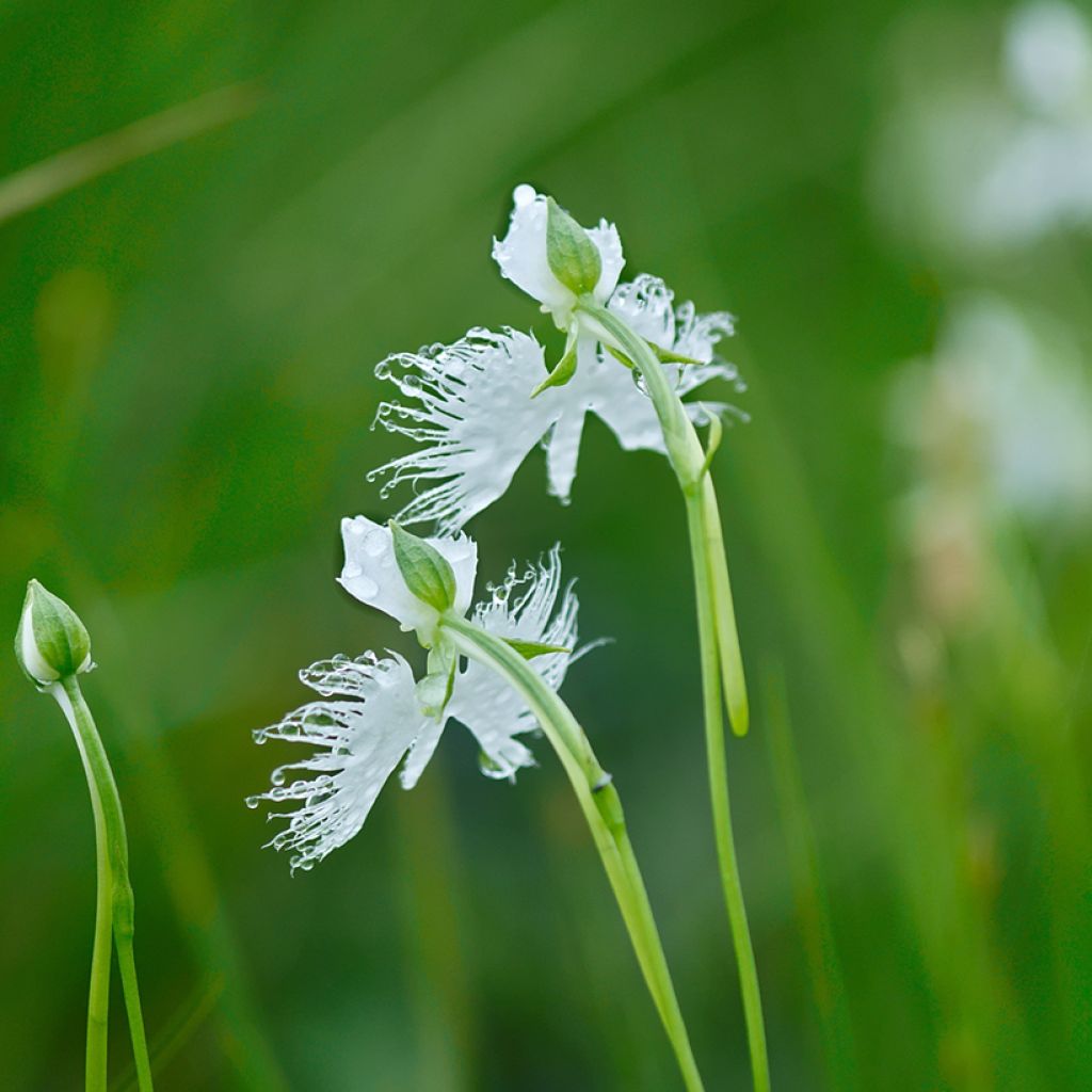 Habenaria radiata - Orchidée colombe