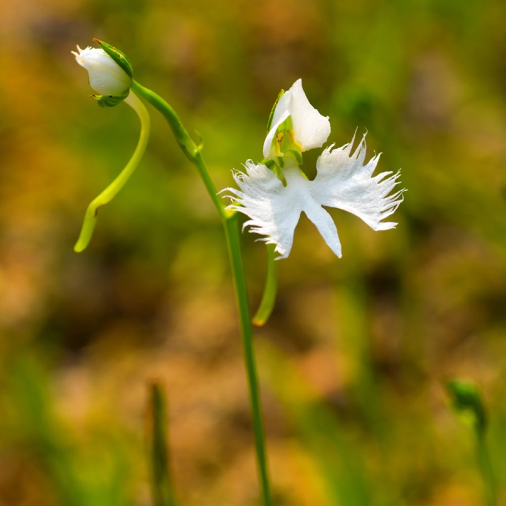 Habenaria radiata - Orchidée colombe