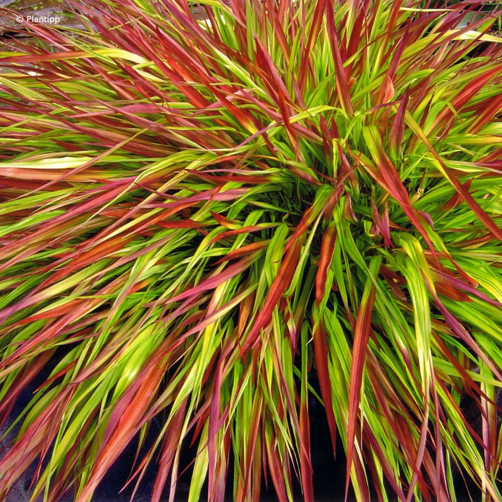 Herbe du Japon - Hakonechloa macra Mulled Wine