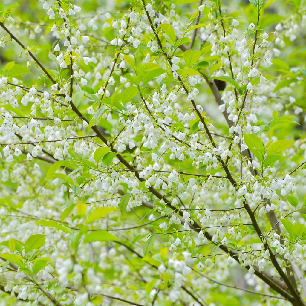Halesia carolina - Arbre aux cloches d'argent