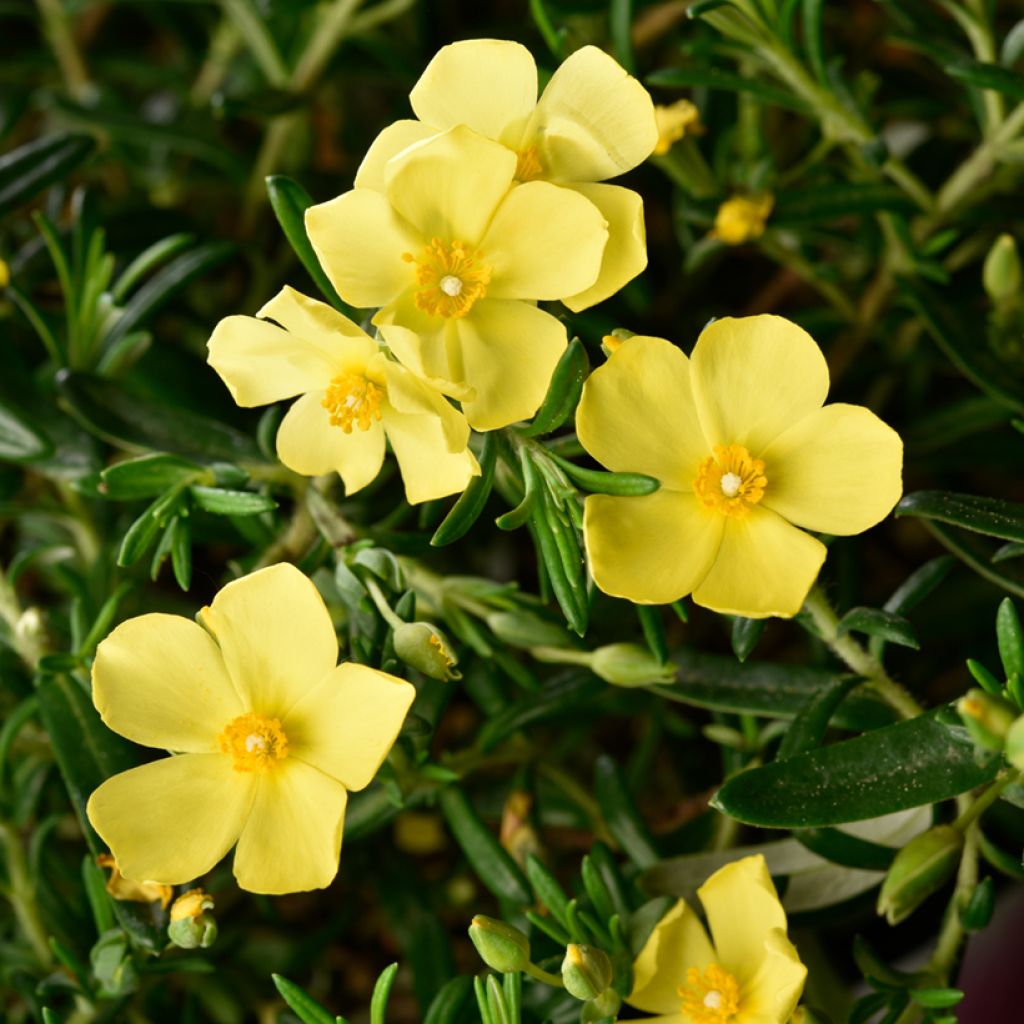 Halimium commutatum - Faux-ciste jaune