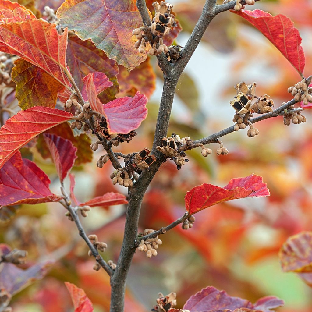 Hamamelis vernalis Amethyst - Noisetier de sorcière