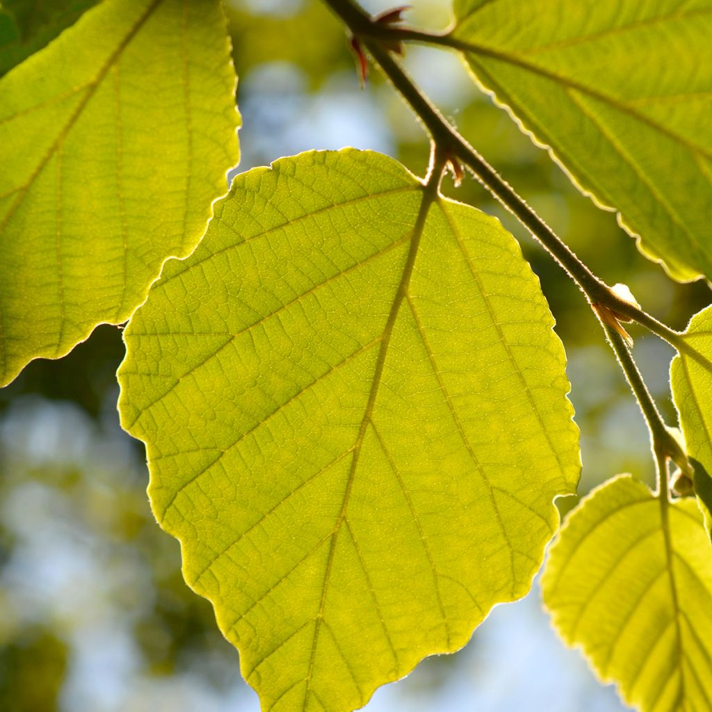 Hamamelis japonica Zuccariniana - Hamamélis du Japon