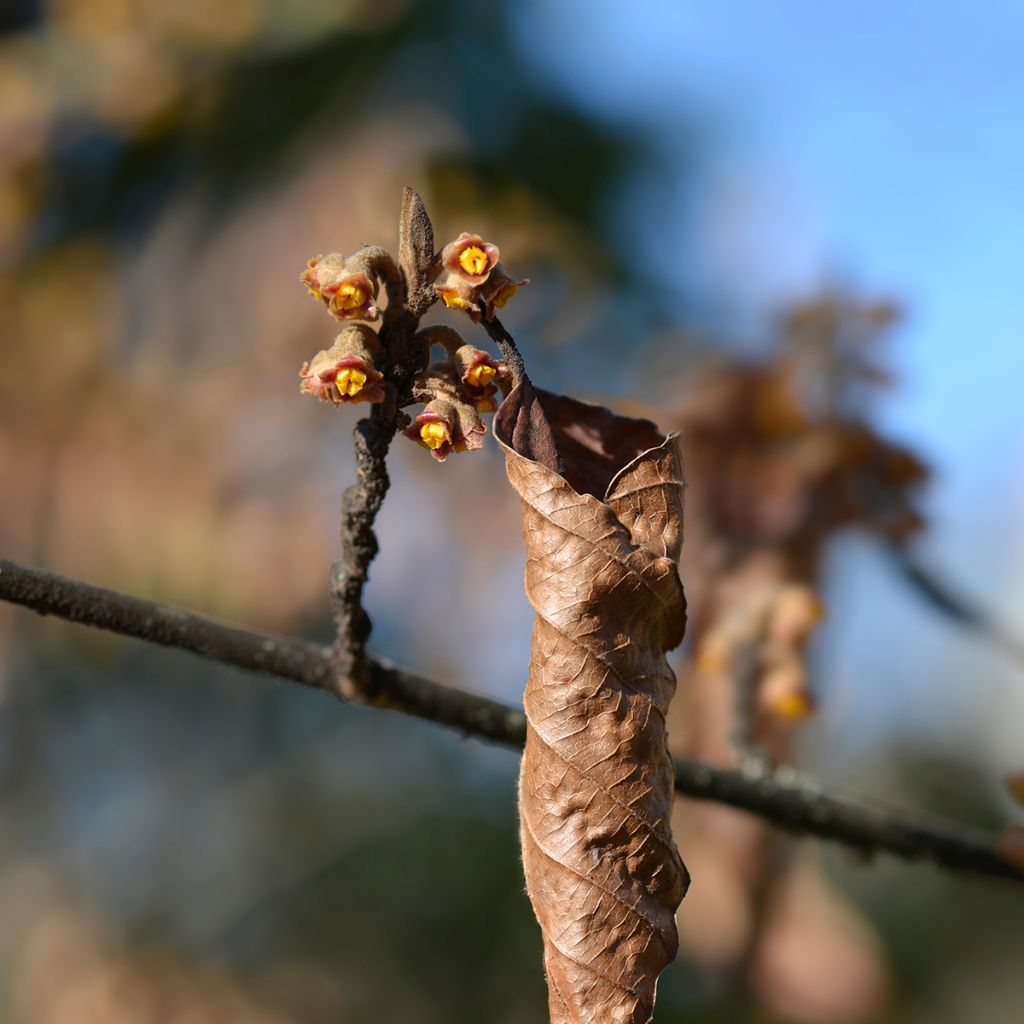 Hamamelis japonica Zuccariniana - Hamamélis du Japon