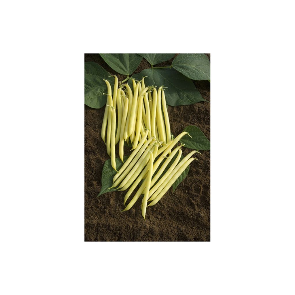 Haricot nain beurre Fructidor