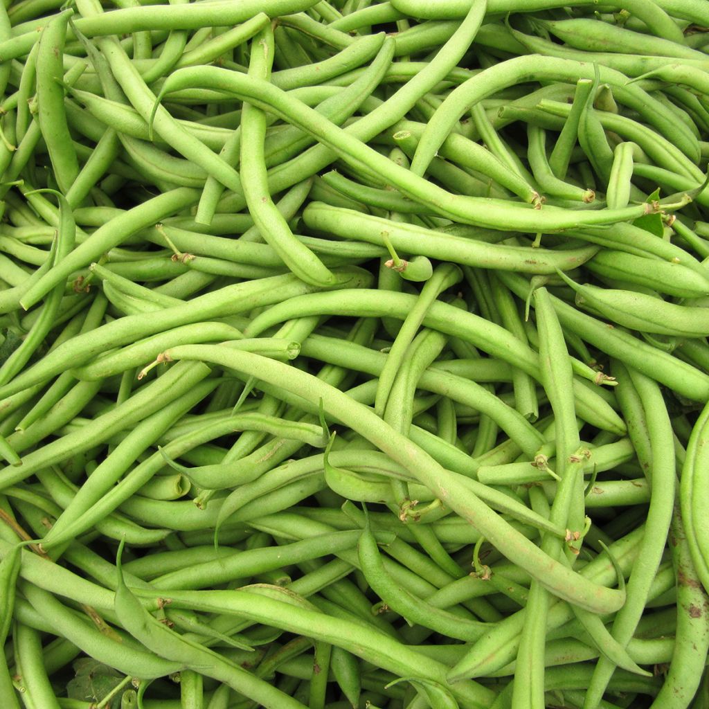 Haricot nain mangetout Argus