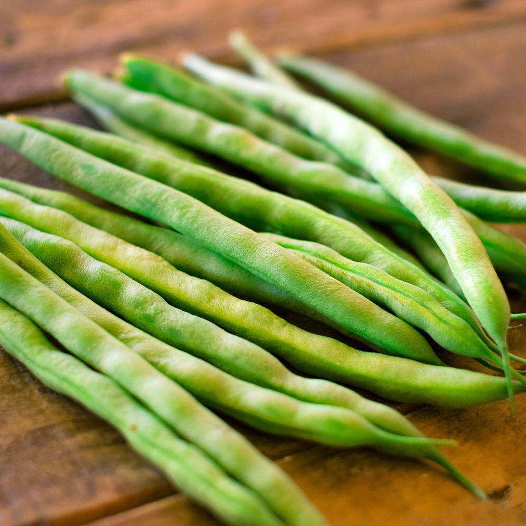 Haricot nain mangetout Argus