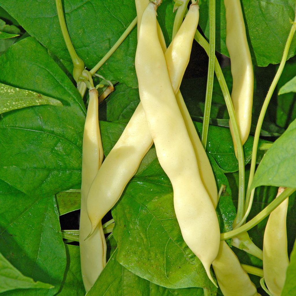 Haricot nain mangetout beurre Serpedor - Coco plat (type sabre)