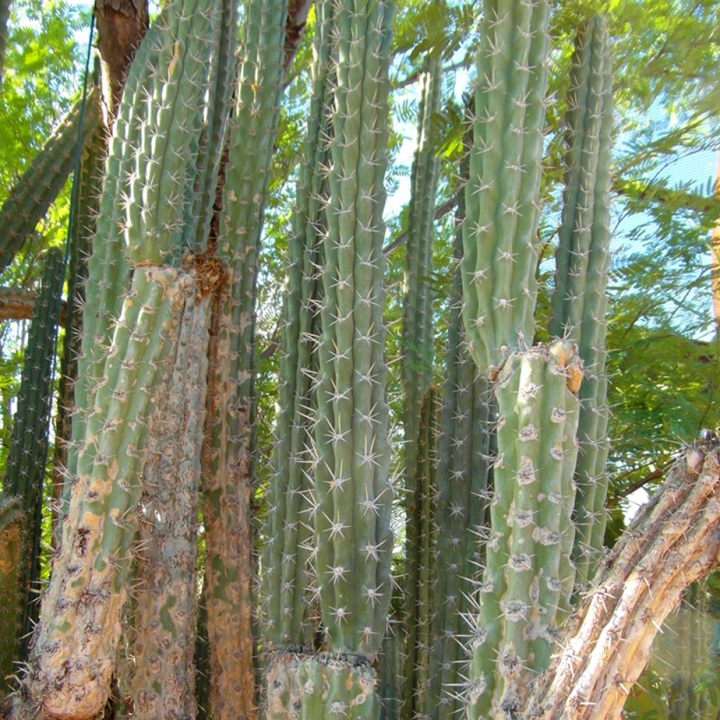 Cactus - Harrisia tetracantha