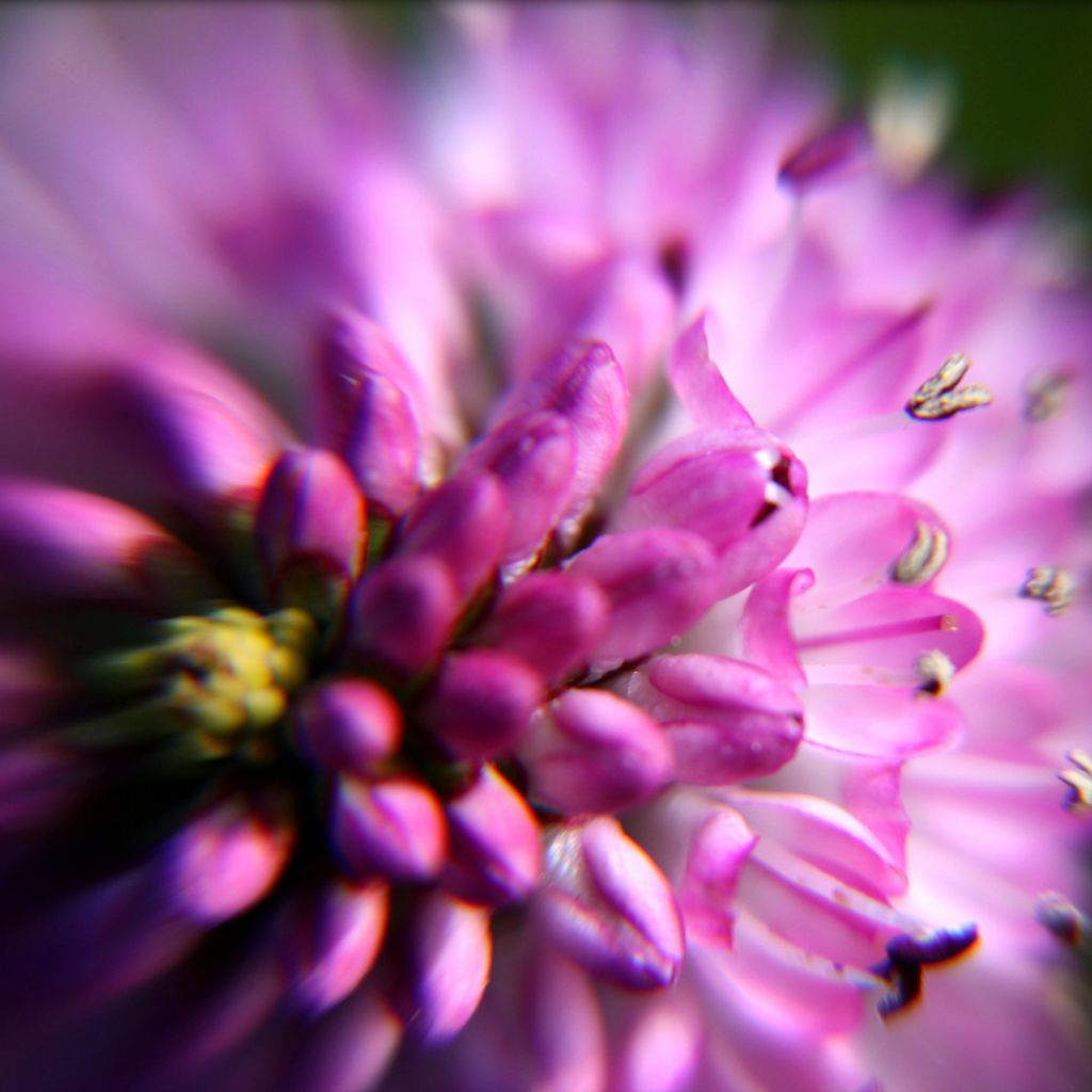 Hebe Linda  - Véronique arbustive