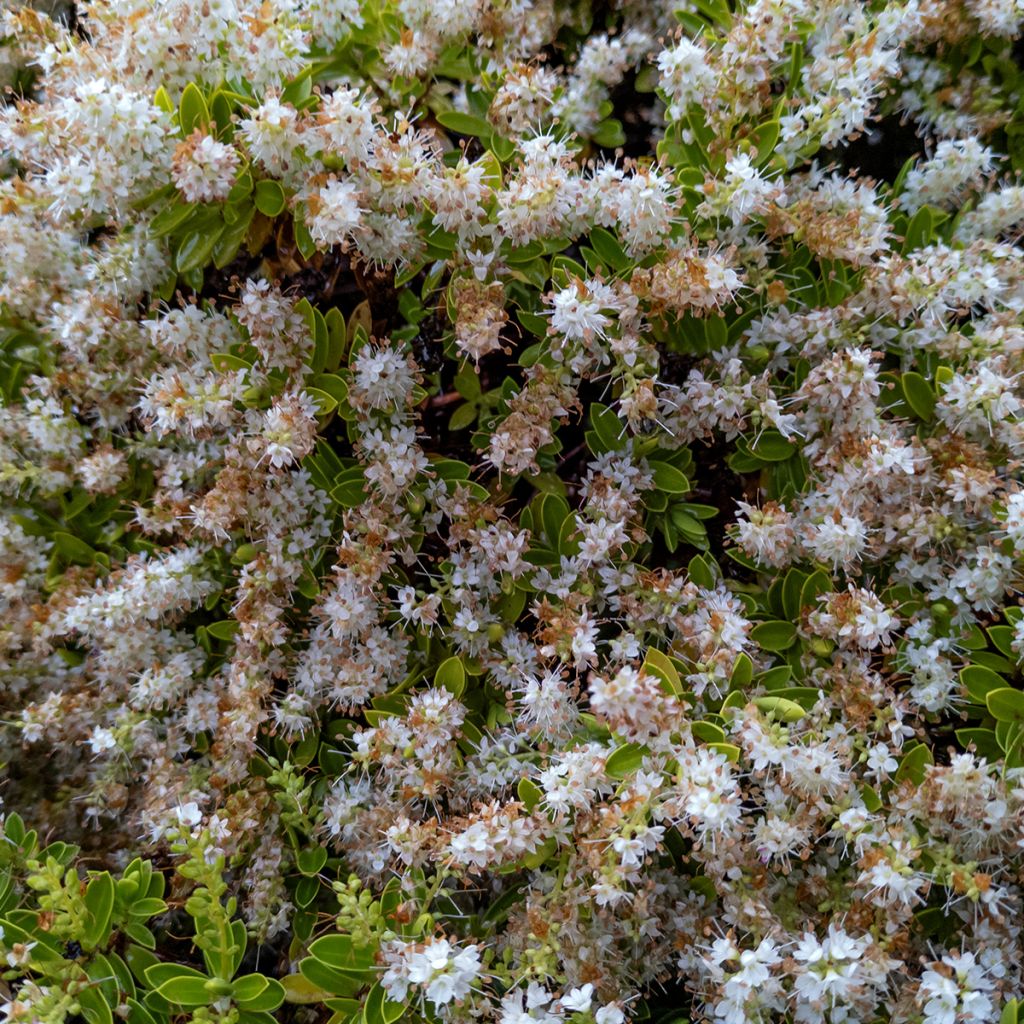 Hebe Sutherlandii - Véronique arbustive.