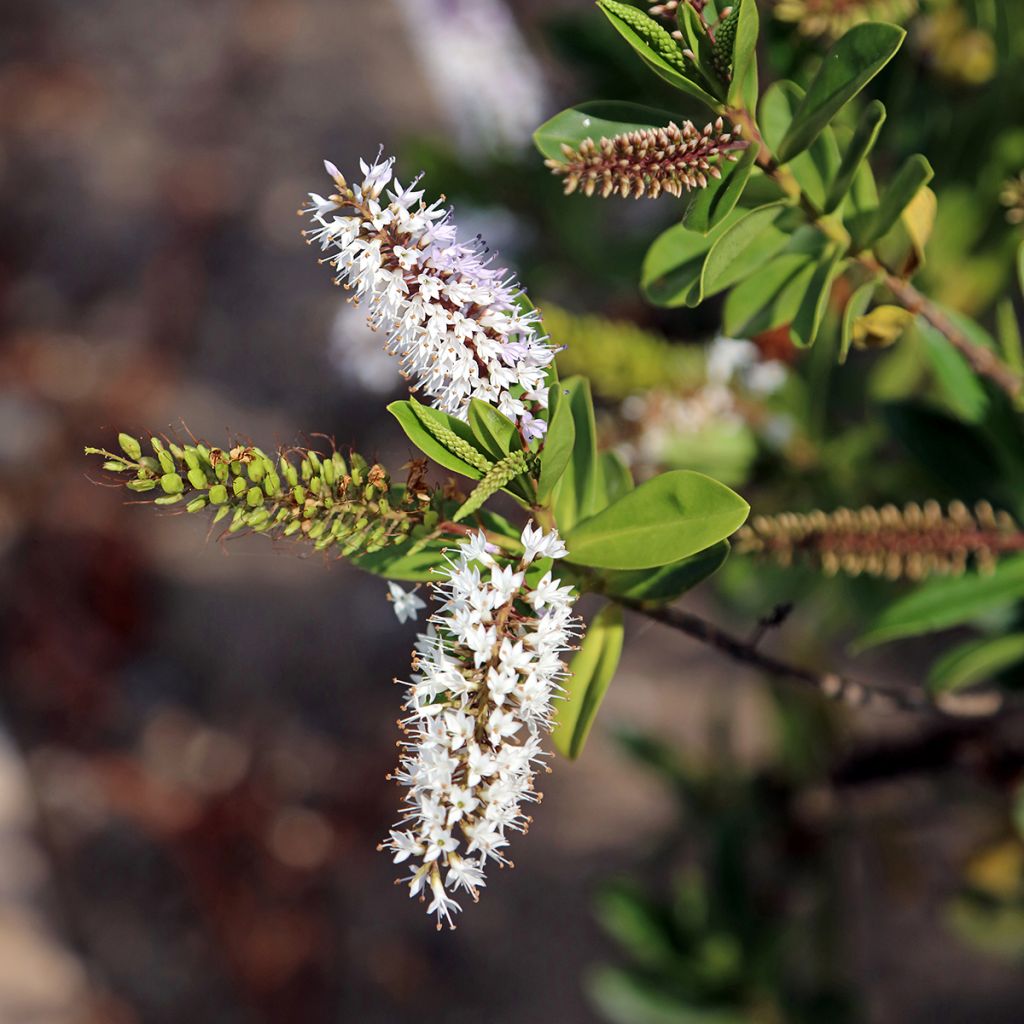 Hebe brachysiphon - Véronique arbustive