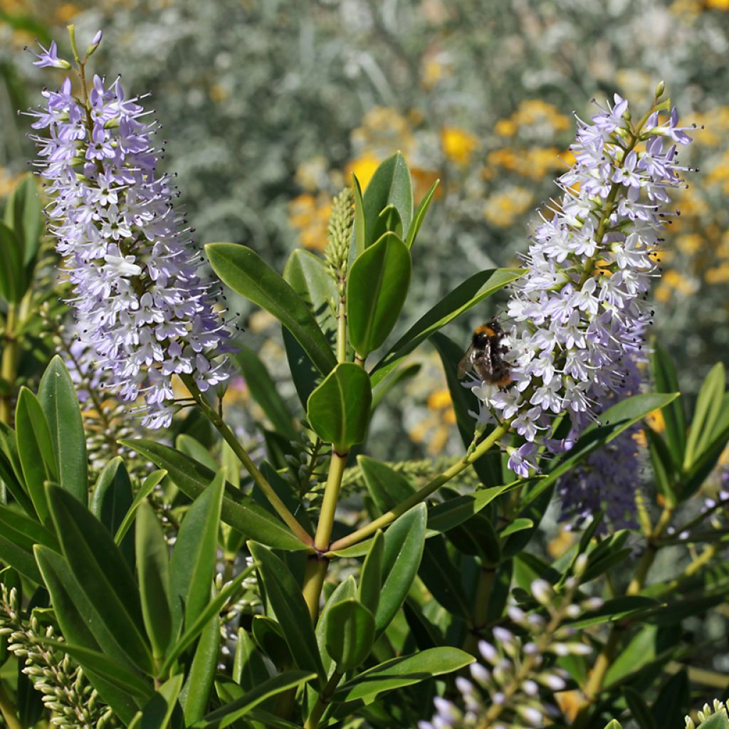Hebe Wiri Image - Véronique arbustive