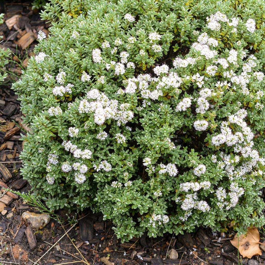 Hébé topiaria - Véronique arbustive