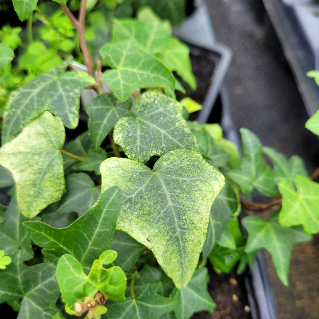 Lierre commun - Hedera helix Frosty