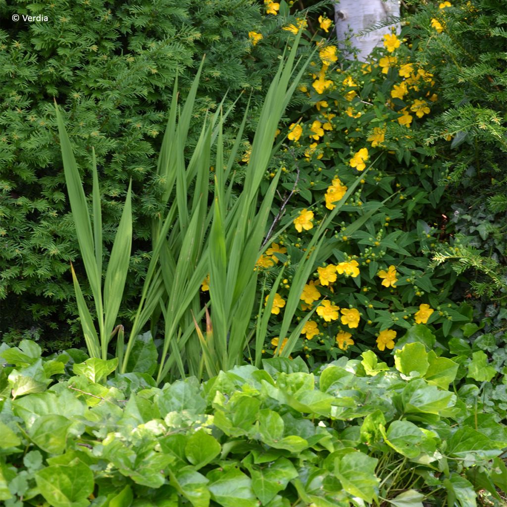 Lierre couvre-sol Hedera Algerian Bellecour®